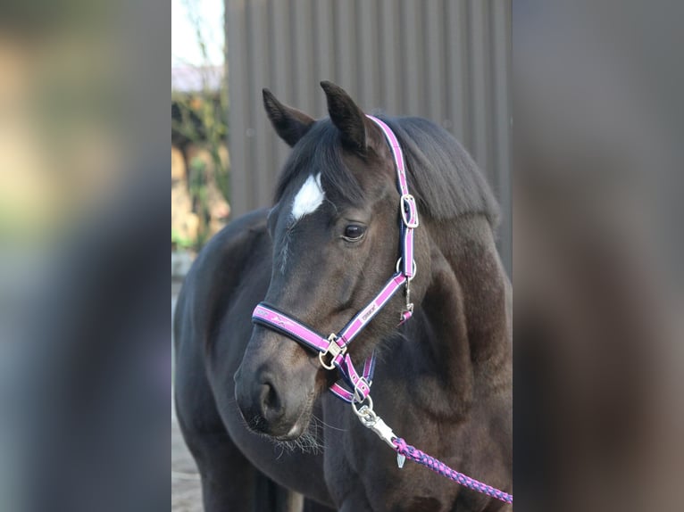 Hannover Giumenta 15 Anni 163 cm Baio nero in Rietberg