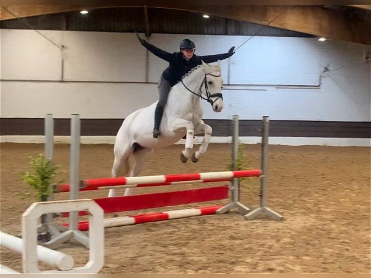 Hannover Giumenta 15 Anni 163 cm Grigio in Verden (Aller)