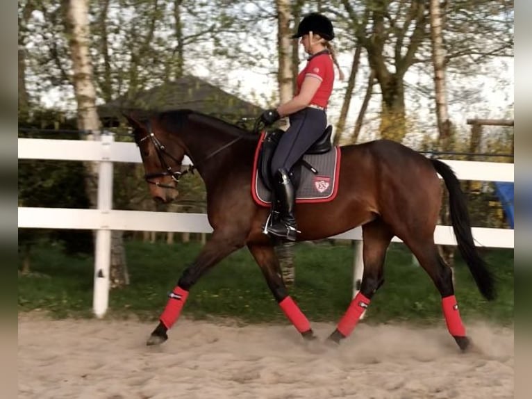 Hannover Giumenta 15 Anni 164 cm Baio in Rhede