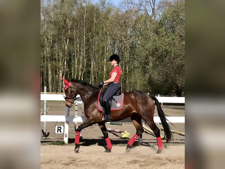 Hannover Giumenta 15 Anni 164 cm Baio in Rhede
