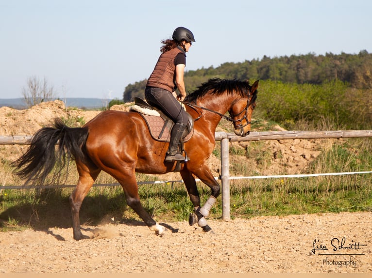 Hannover Giumenta 15 Anni 164 cm Baio in Oberthulba
