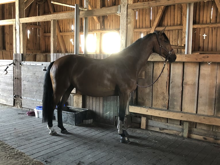 Hannover Giumenta 15 Anni 164 cm Baio in Oberthulba