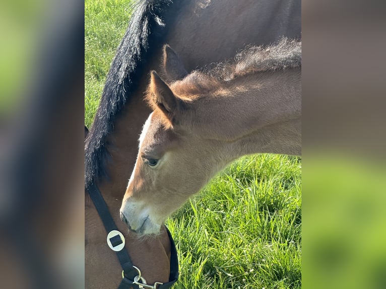 Hannover Giumenta 15 Anni 164 cm Baio in Wahrenholz