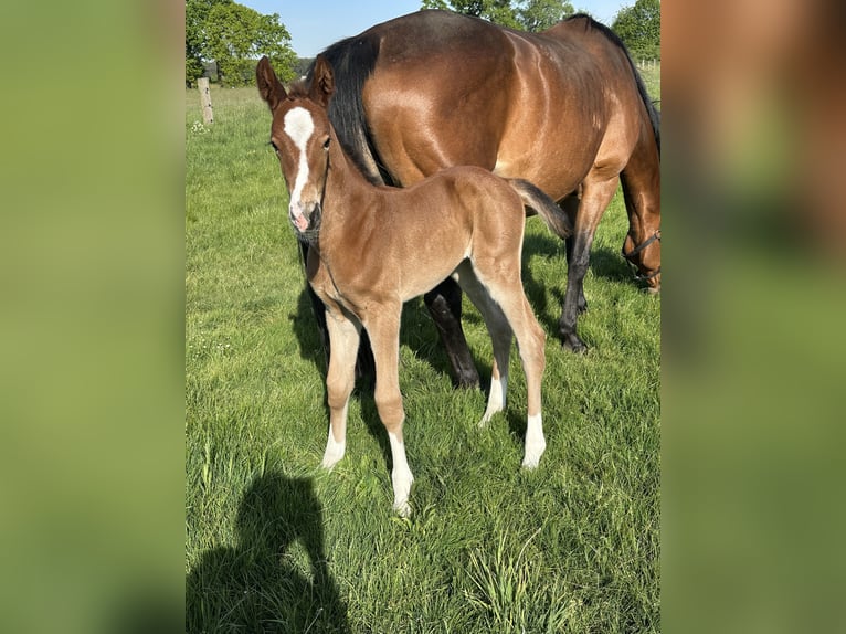 Hannover Giumenta 15 Anni 164 cm Baio in Wahrenholz