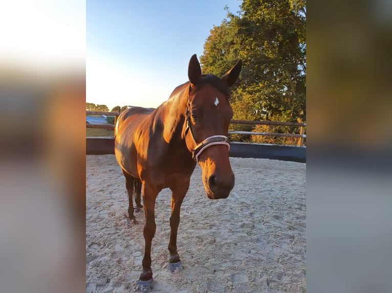 Hannover Giumenta 15 Anni 164 cm in Köln