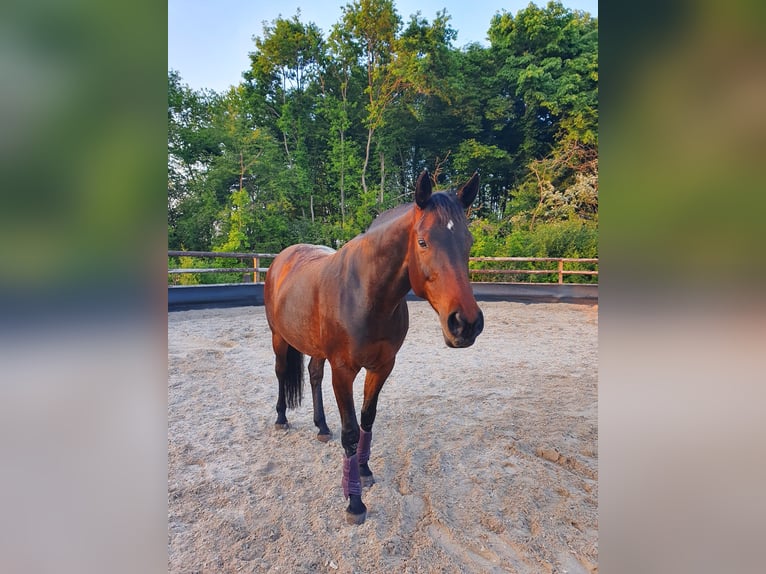 Hannover Giumenta 15 Anni 164 cm in Köln