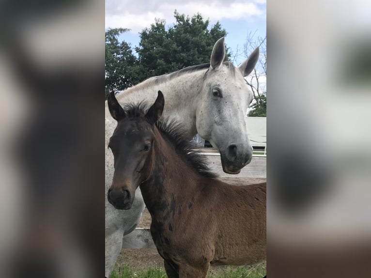 Hannover Giumenta 15 Anni 164 cm Grigio in Haren