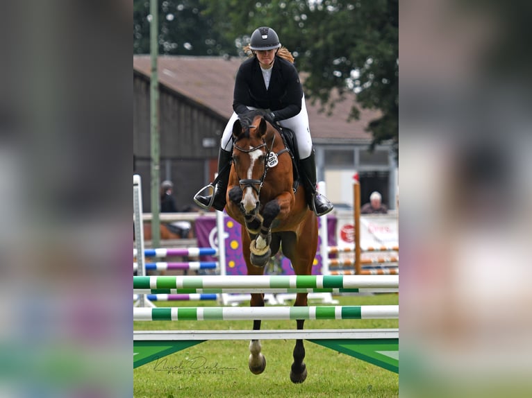 Hannover Giumenta 15 Anni 165 cm Baio in Löningen