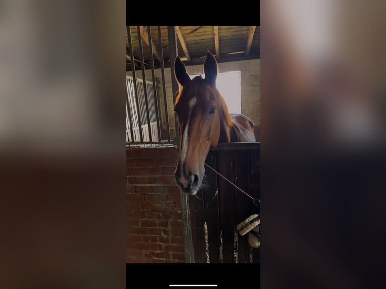 Hannover Giumenta 15 Anni 165 cm Sauro in Harsum