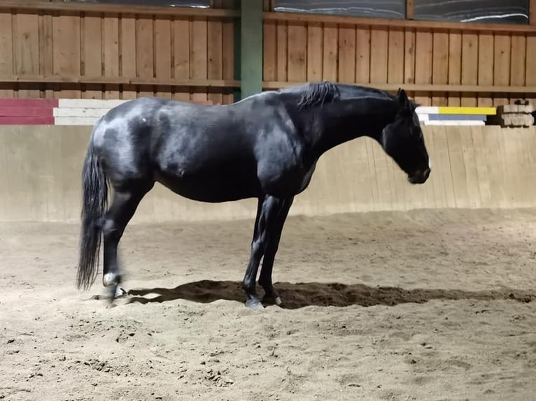 Hannover Giumenta 15 Anni 166 cm Baio nero in Groß Siegharts