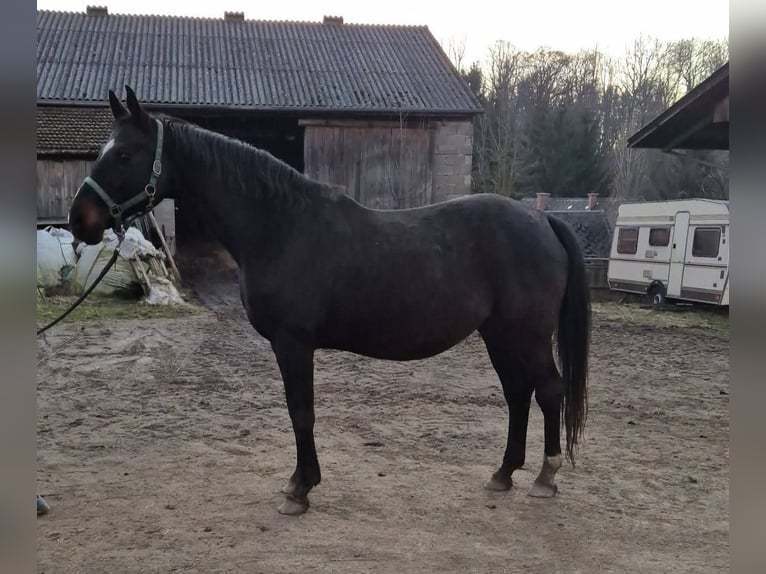 Hannover Giumenta 15 Anni 166 cm Baio nero in Groß Siegharts