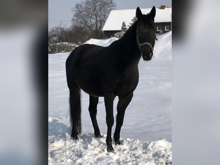 Hannover Giumenta 15 Anni 166 cm Baio scuro in Schönfeld