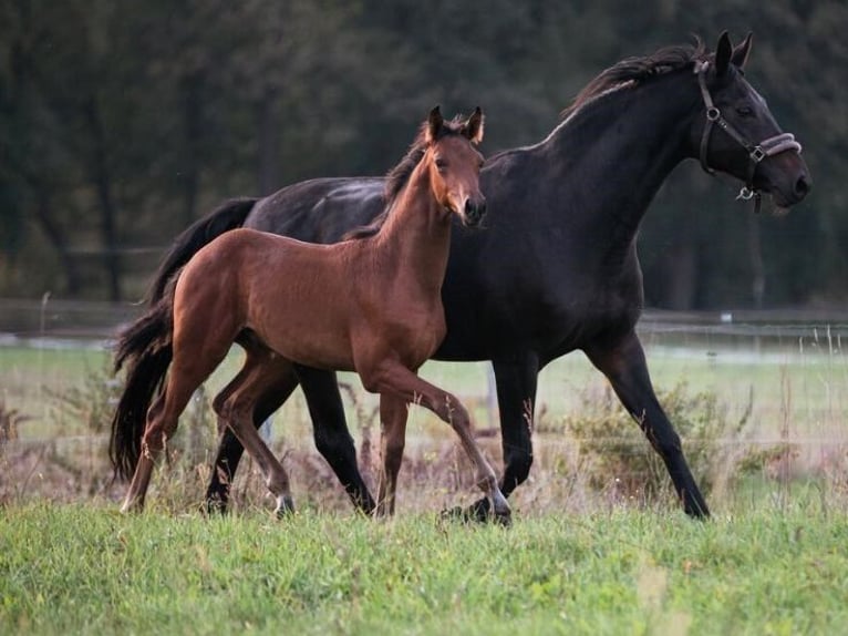 Hannover Giumenta 15 Anni 166 cm Baio scuro in Schönfeld