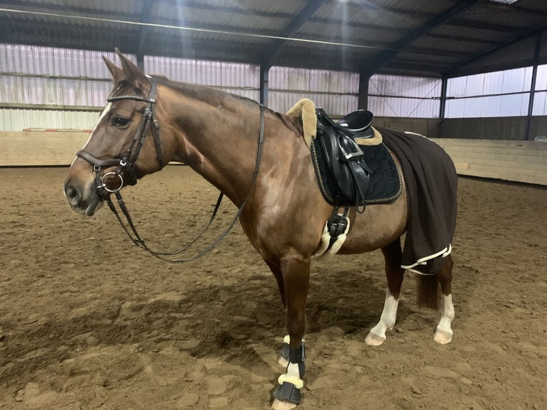 Hannover Giumenta 15 Anni 166 cm Sauro scuro in Recke
