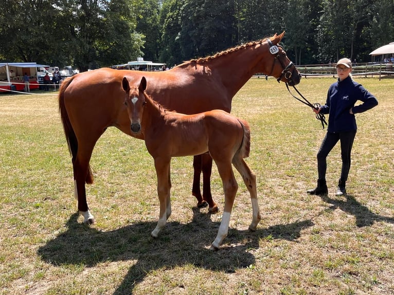 Hannover Giumenta 15 Anni 167 cm Sauro in Butjadingen