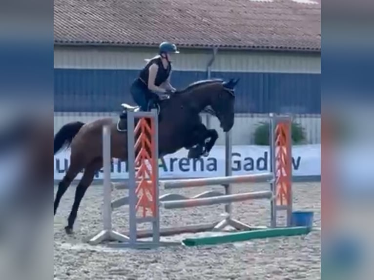 Hannover Giumenta 15 Anni 168 cm Baio in Gadow