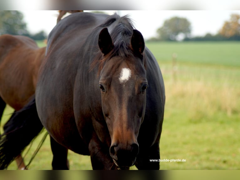 Hannover Giumenta 15 Anni 168 cm Baio nero in Horstmar