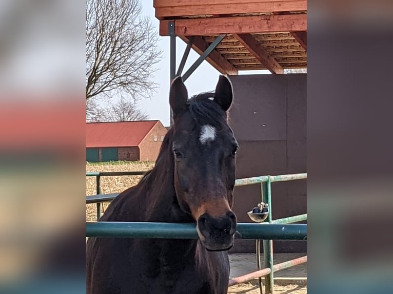 Hannover Giumenta 15 Anni 168 cm Baio nero in Horstmar