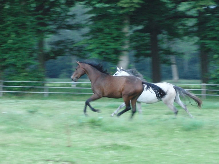 Hannover Giumenta 15 Anni 168 cm Baio scuro in Brokstedt