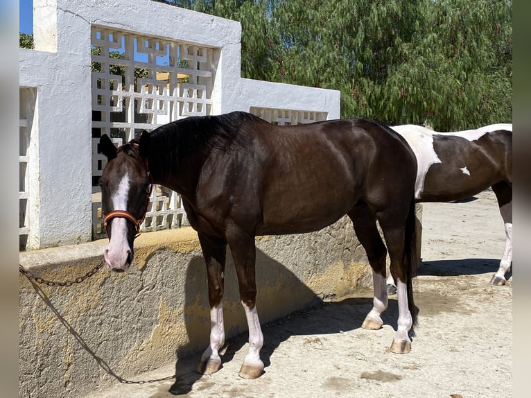 Hannover Giumenta 15 Anni 168 cm Sauro scuro in LA CAÑADA DE SAN URBANO
