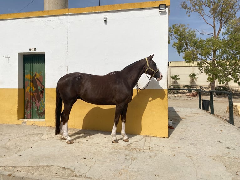 Hannover Giumenta 15 Anni 168 cm Sauro scuro in LA CAÑADA DE SAN URBANO