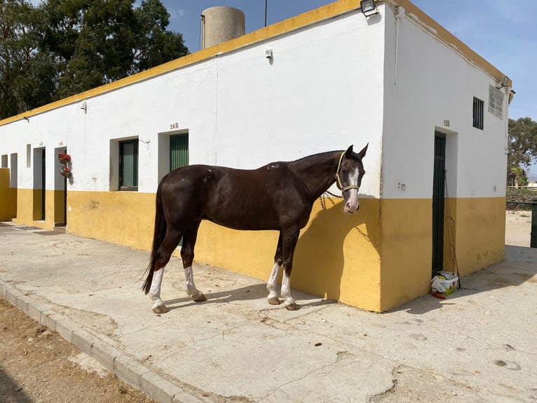 Hannover Giumenta 15 Anni 168 cm Sauro scuro in LA CAÑADA DE SAN URBANO