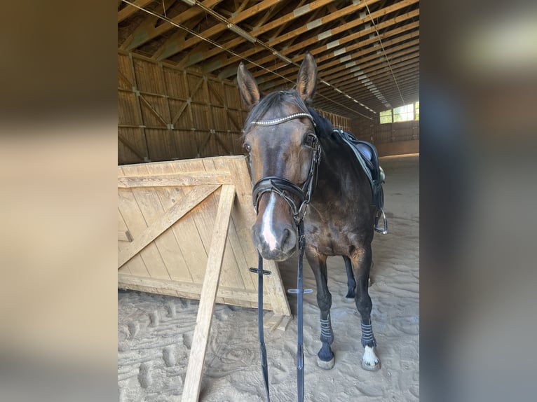 Hannover Giumenta 15 Anni 169 cm Baio in Kalbe (Milde)