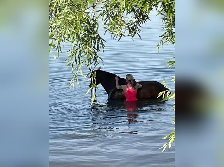 Hannover Giumenta 15 Anni 170 cm Baio in T&#xFC;bingen