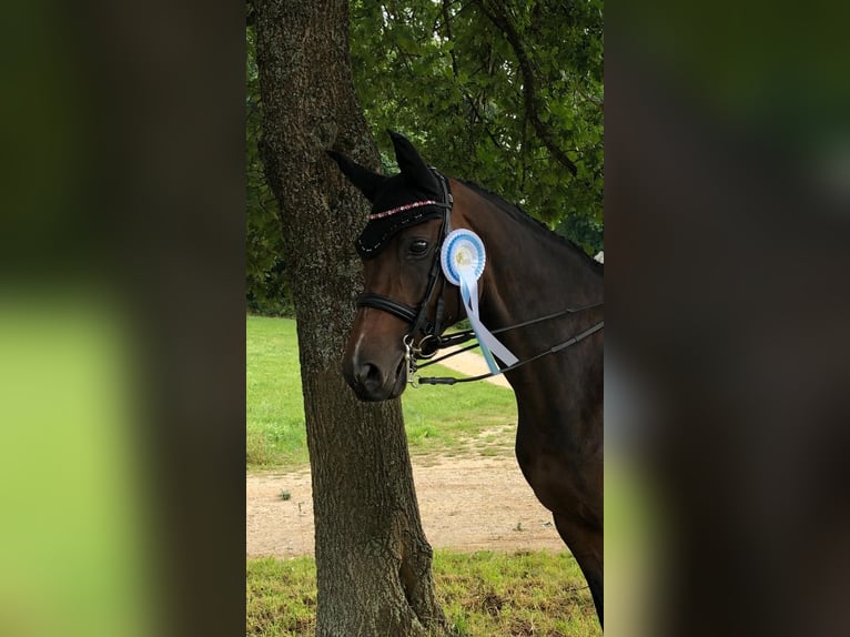 Hannover Giumenta 15 Anni 170 cm Baio in T&#xFC;bingen