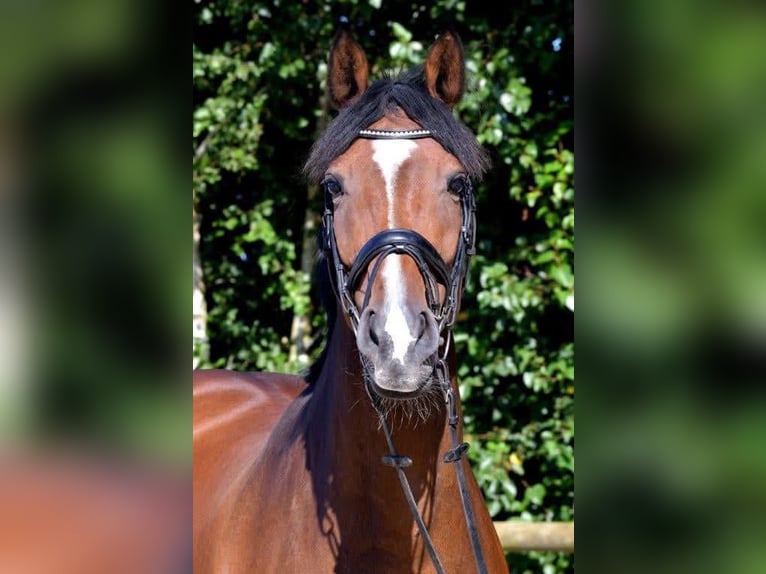 Hannover Giumenta 15 Anni 170 cm Baio in Wiesmoor