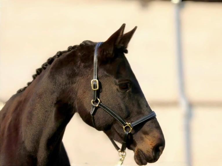Hannover Giumenta 15 Anni 170 cm Baio nero in Nauen