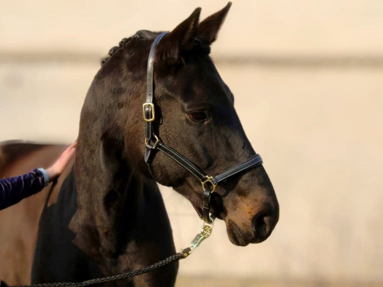 Hannover Giumenta 15 Anni 170 cm Baio nero in Nauen