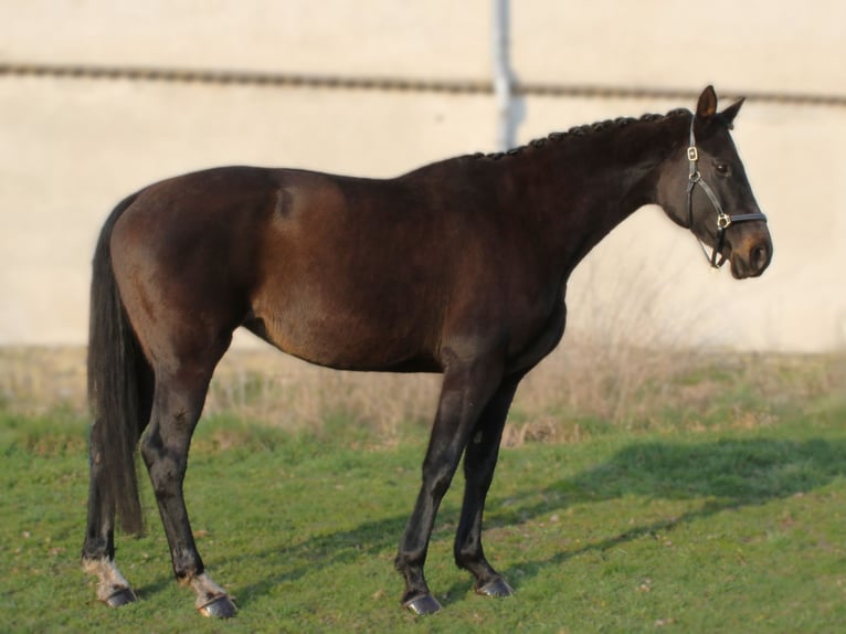 Hannover Giumenta 15 Anni 170 cm Baio nero in Nauen