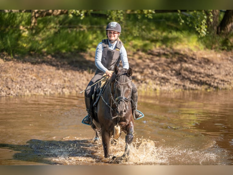 Hannover Giumenta 15 Anni 170 cm Morello in Rhede