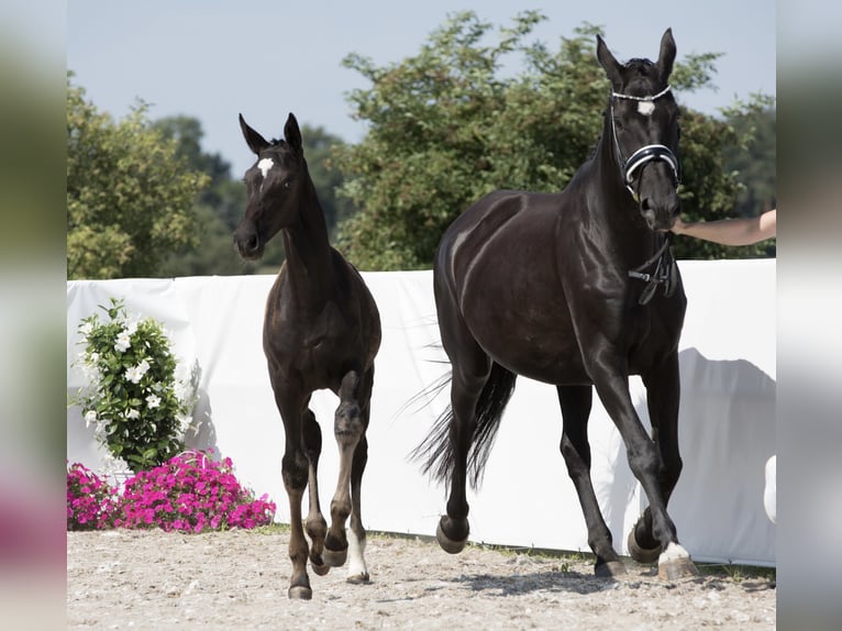 Hannover Giumenta 15 Anni 170 cm Morello in Belgern