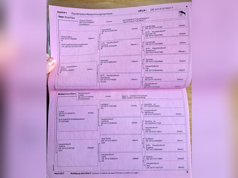 Hannover Giumenta 15 Anni 170 cm Morello in Tholey