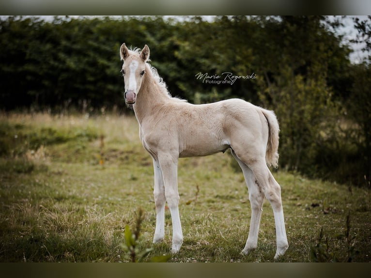 Hannover Giumenta 15 Anni 170 cm Sauro in Beaumont pied-de-boeuf