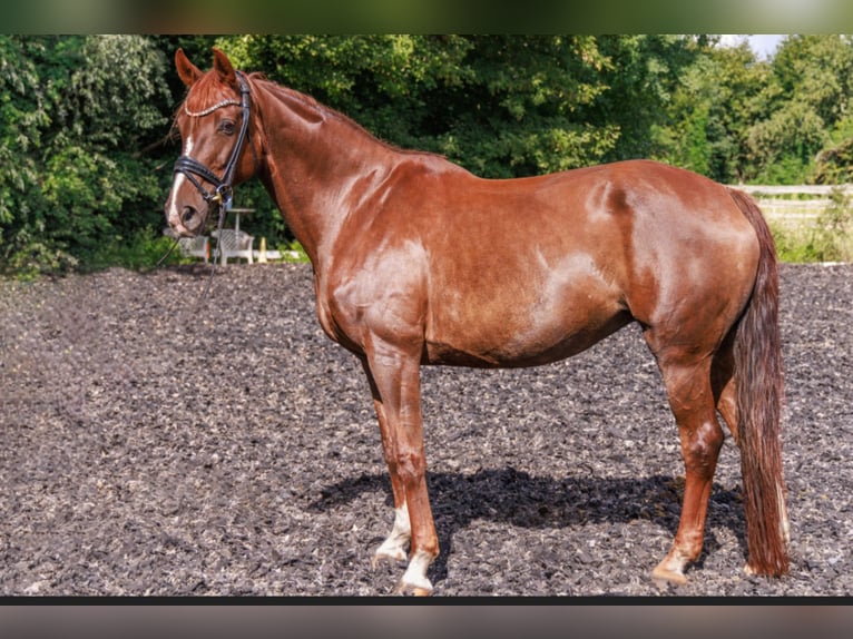 Hannover Giumenta 15 Anni 170 cm Sauro scuro in Teltow