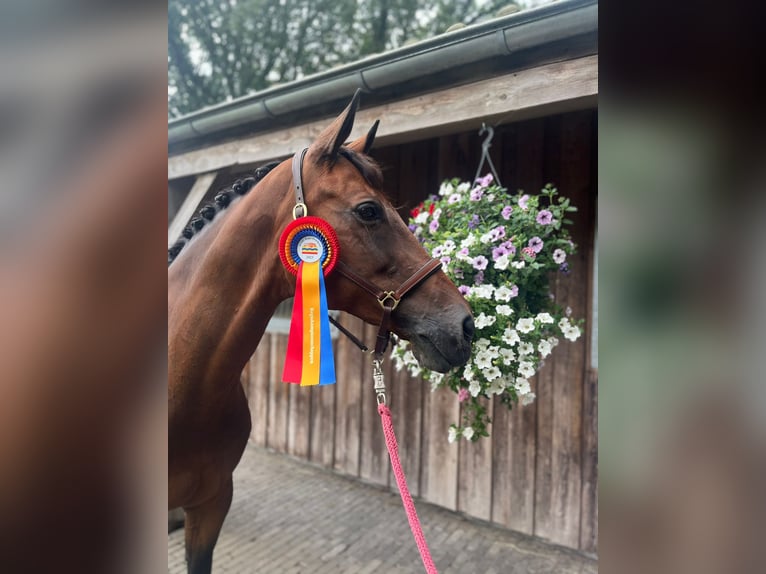 Hannover Giumenta 15 Anni 171 cm Baio in Enschede