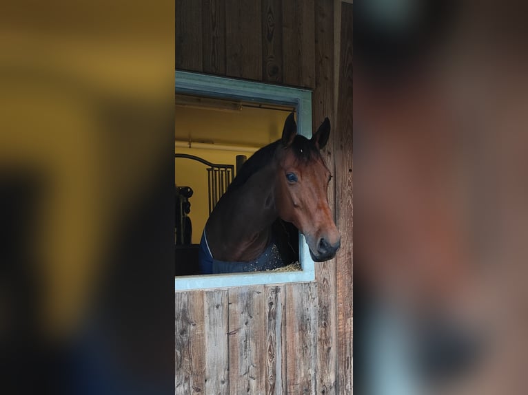 Hannover Giumenta 15 Anni 171 cm Baio in Enschede