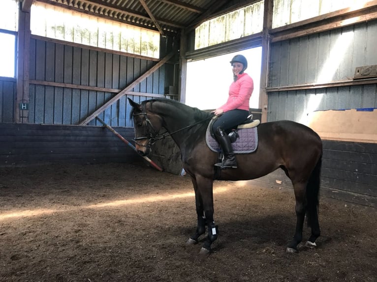 Hannover Giumenta 15 Anni 175 cm Baio in Schillsdorf