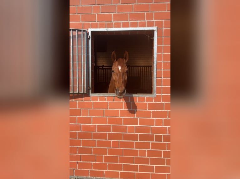 Hannover Giumenta 15 Anni 175 cm Sauro in Duderstadt