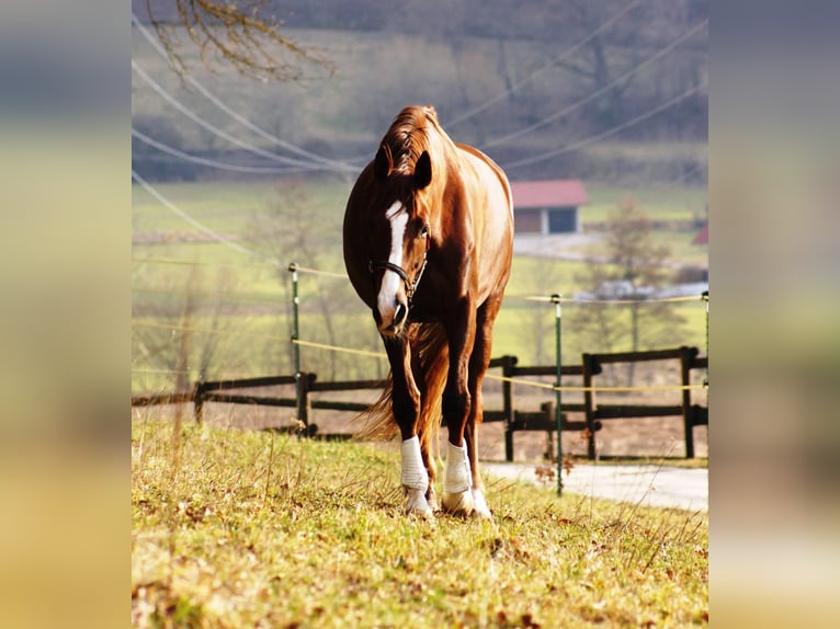 Hannover Giumenta 15 Anni 179 cm Sauro scuro in Hagelstadt