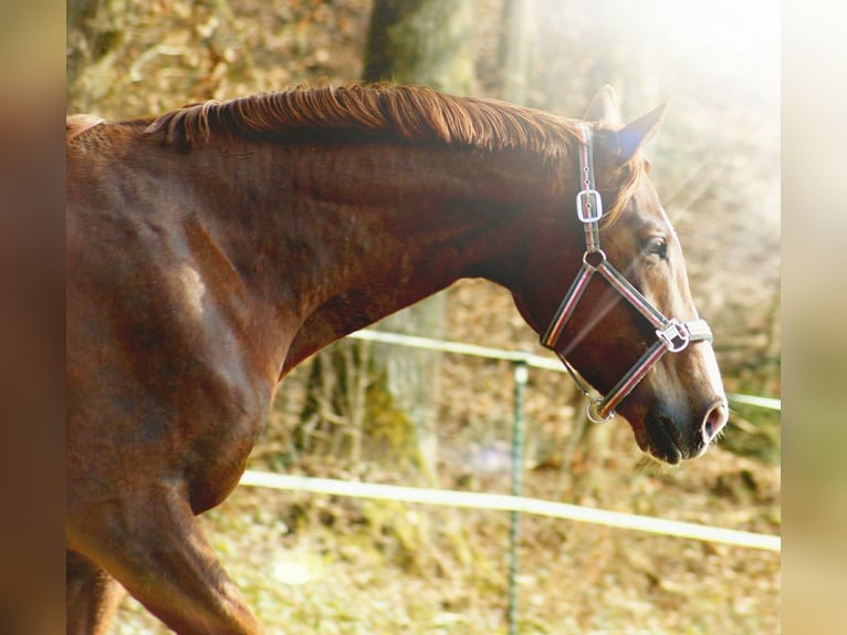 Hannover Giumenta 15 Anni 179 cm Sauro scuro in Hagelstadt