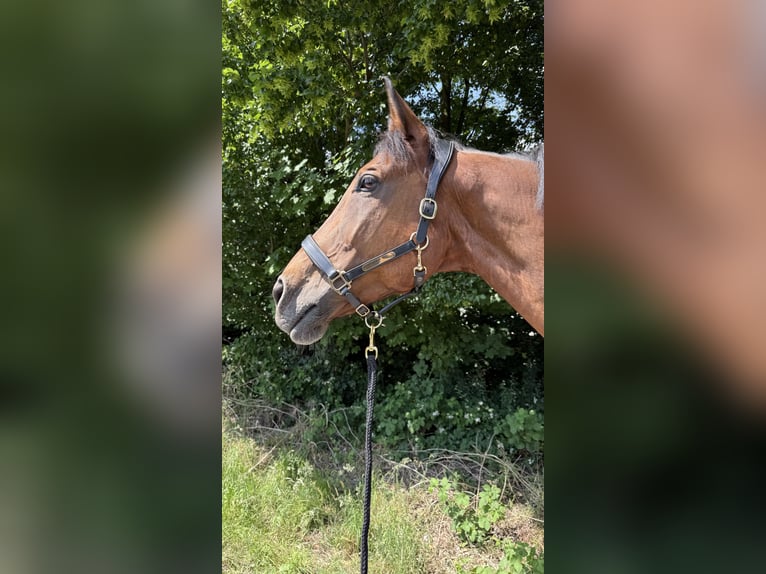 Hannover Giumenta 15 Anni 180 cm Baio in Erkrath
