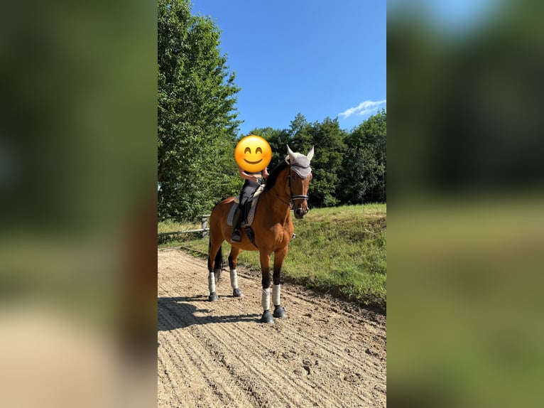 Hannover Giumenta 15 Anni 180 cm Baio in Erkrath