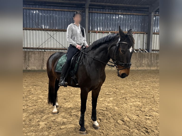 Hannover Giumenta 16 Anni 159 cm Baio scuro in Norden Norddeich