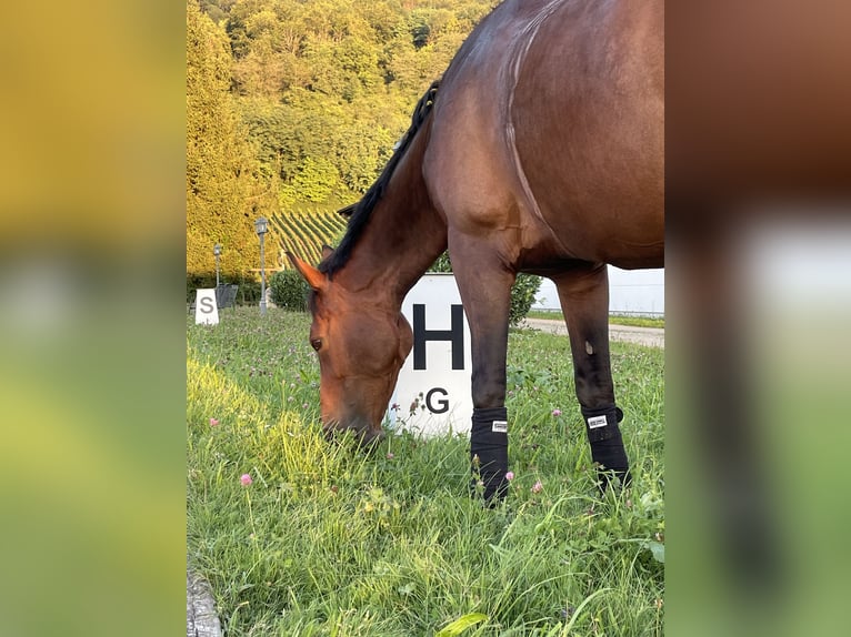 Hannover Giumenta 16 Anni 160 cm Baio scuro in Neuenburg am Rhein