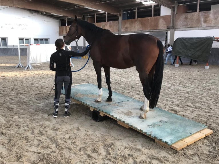 Hannover Giumenta 16 Anni 160 cm Baio scuro in Neuenburg am Rhein