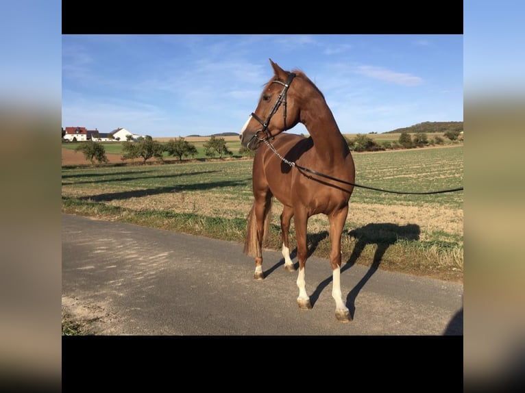 Hannover Giumenta 16 Anni 160 cm Sauro in Fuldabrück